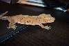 Smaug 2
