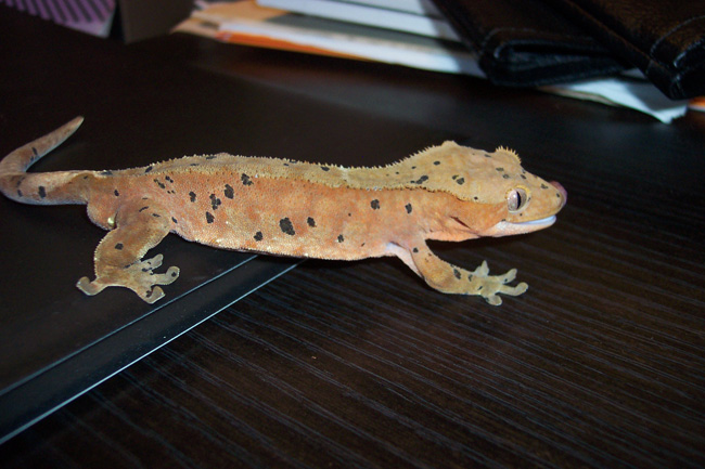 Smaug 2