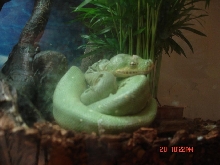 gtp