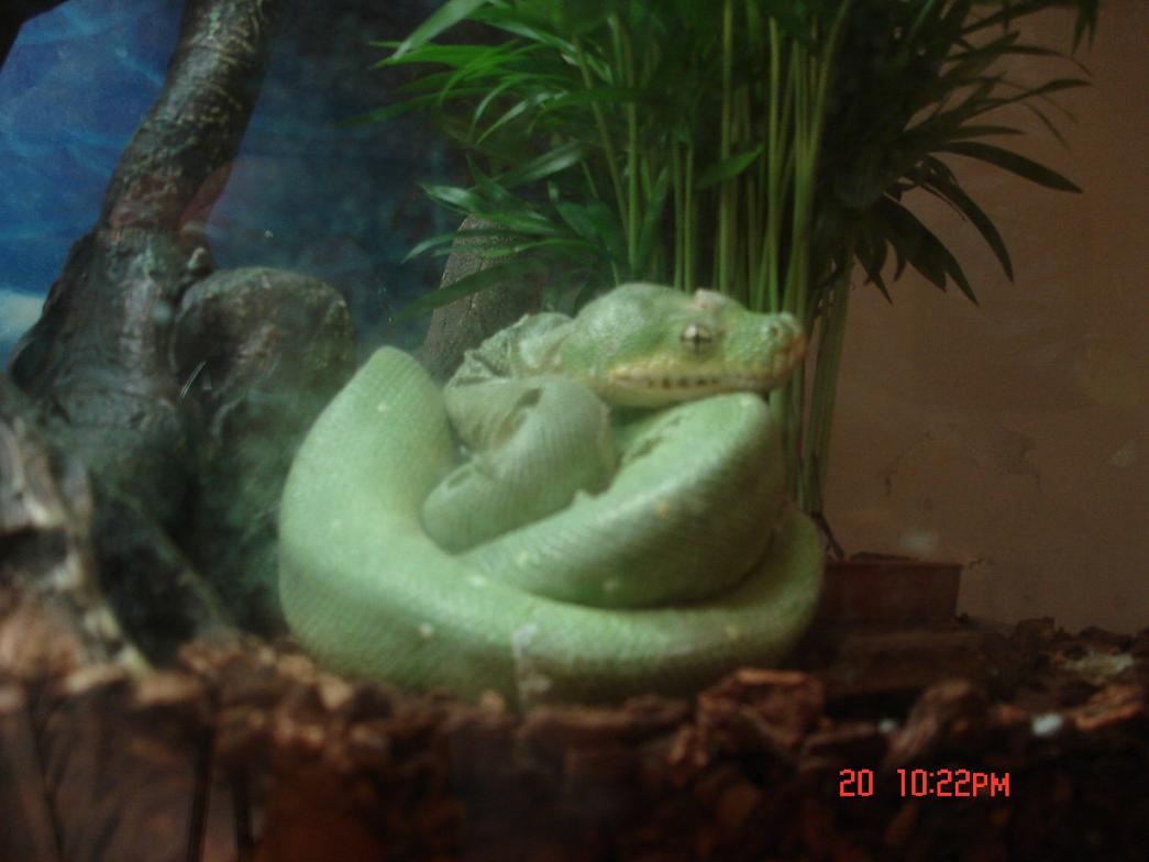 gtp
