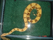 male