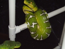 cb female hi-white etb