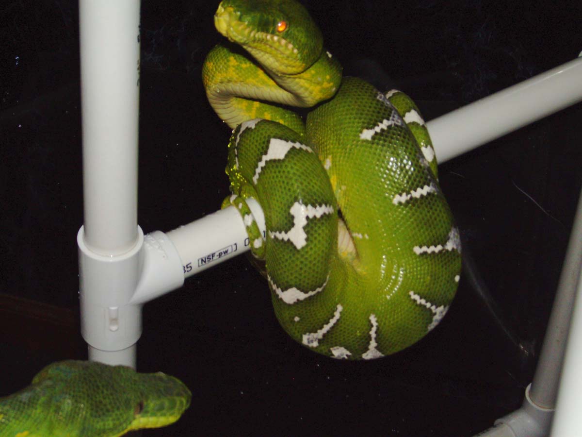 cb female hi-white etb
