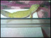 Kalea's Color