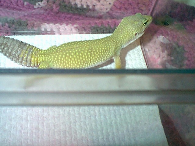 Kalea's Color