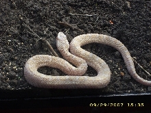 albino massasauga