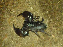 Asian Hissing Scorpion