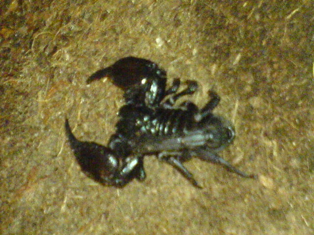 Asian Hissing Scorpion