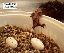 my second hatchling