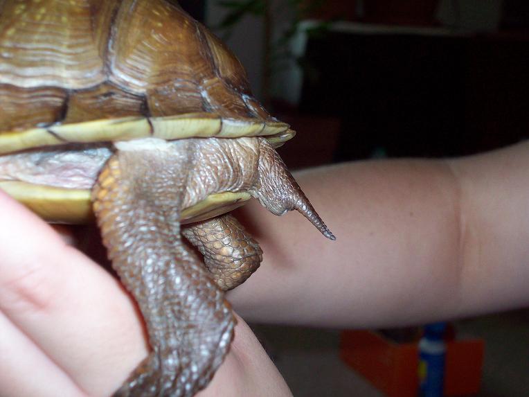 Mort Tail profile