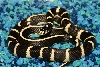 07 banded/ striped cal king