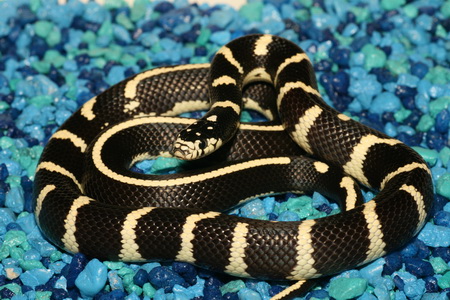 07 banded/ striped cal king