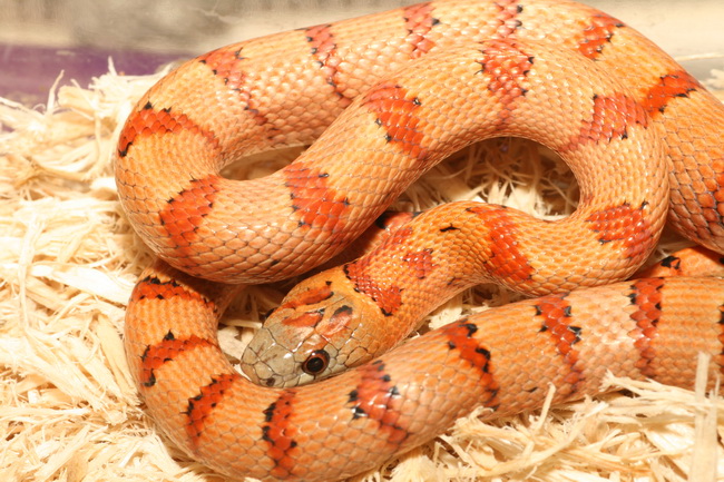 07 male thayeri