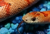 07 male thayeri closeup (michelle rogers)