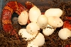 08 thayeri eggs with female