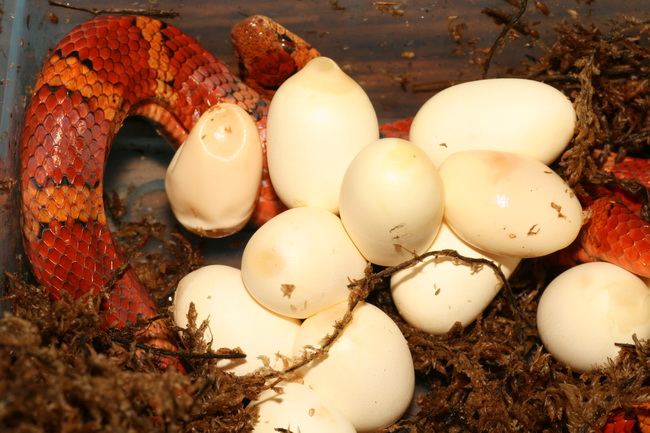 08 thayeri eggs with female