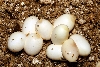 08 thayeri eggs