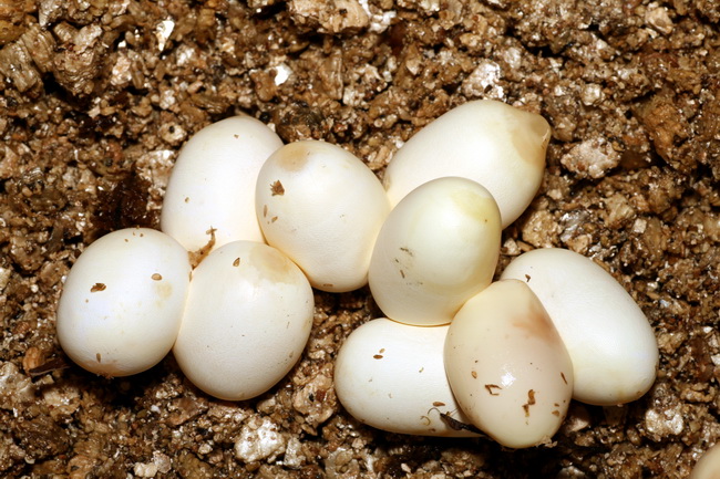 08 thayeri eggs