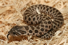08 western  hognose