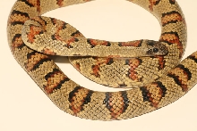 Female Thayeri 95?