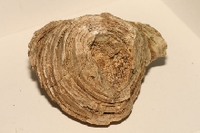 Stromatolite fossil