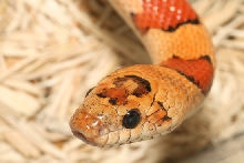 VR male thayeri closeup