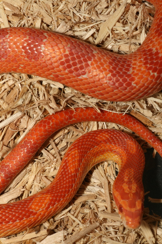 albino male corn