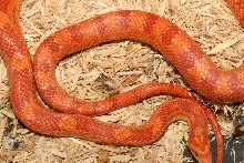 albino corn male