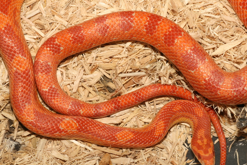 albino corn male