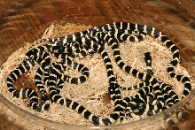 banded 08 cal kings