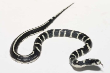 half banded half striped cal king
