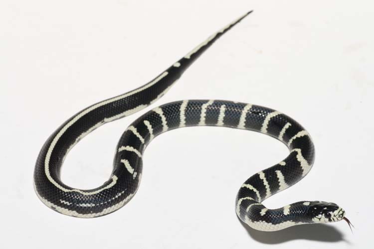 half banded half striped cal king