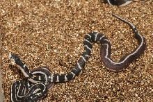half banded half striped