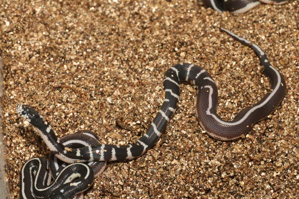 half banded half striped
