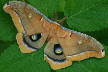 polyphemus