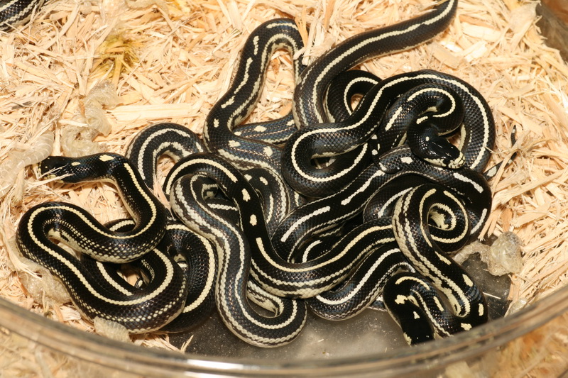 08 striped cal kings