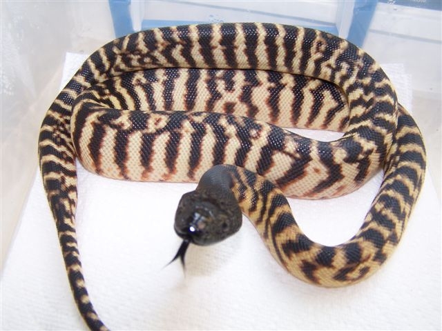 BHP first shed pics
