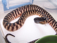 BHP first shed pics