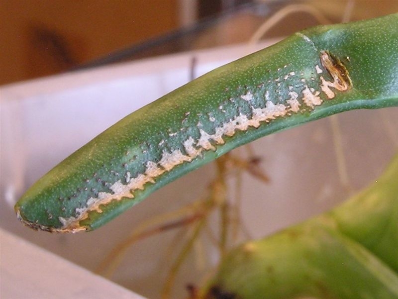 Ringneck Bite