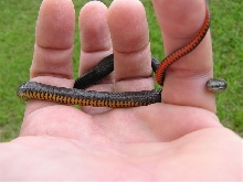 How much bigger