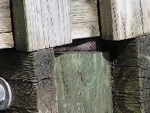 Brown water snake or ?