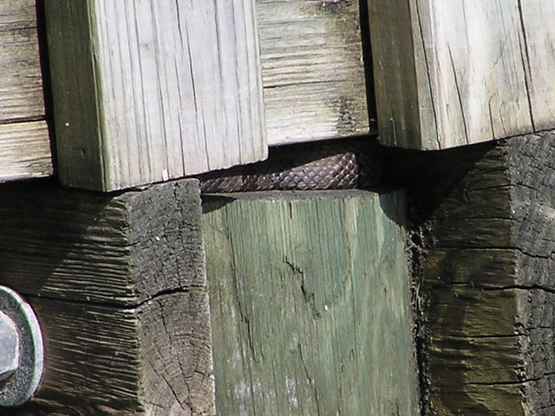 Brown water snake or ?
