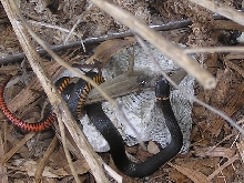Constrictor?