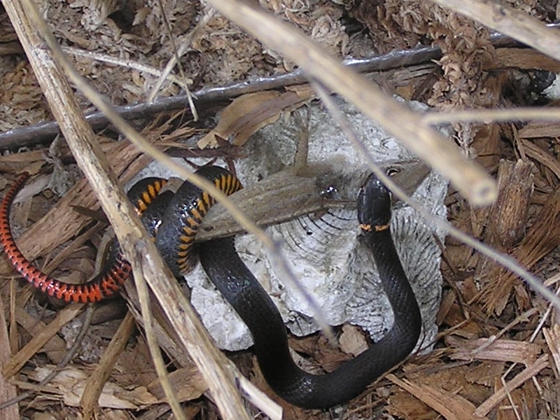 Constrictor?