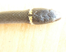 Ringneck bite