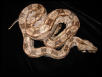 "El Capitone" my CanCun Boa