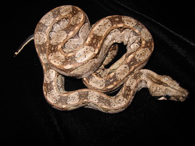 "El Capitone" my CanCun Boa