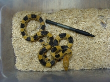 female #1