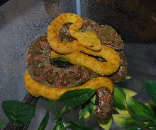 Eyelash viper
