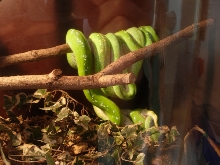 aru pair